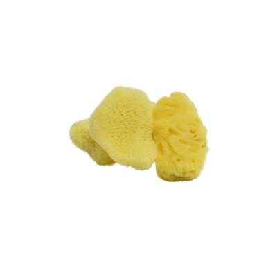 Sea Sponges | Small